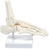 Los mejores  - Juvale Modelo Pie humano en base del soporte- articulado - Modelo Anatómico | Blanco- 4-25 x 7 x 7.5 pulgadas Marfil